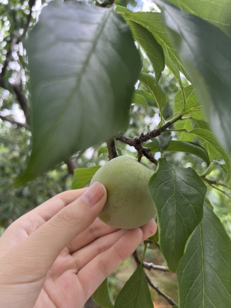 广东韶关三华李大量上市