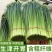精品韭苔优质韭菜花现诚信代收货源充足量大从优品质保证