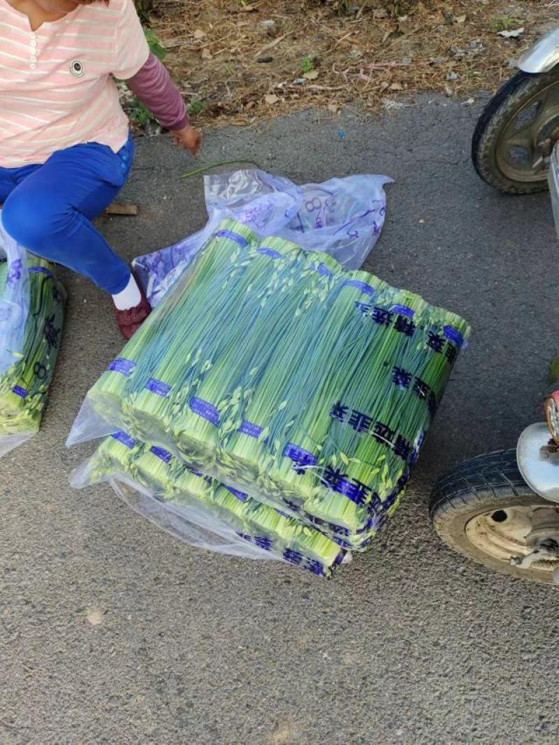 精品韭苔优质韭菜花现诚信代收货源充足量大从优品质保证