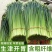 精品韭苔优质韭菜花现诚信代收货源充足量大从优品质保证