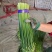 精品韭苔优质韭菜花现诚信代收货源充足量大从优品质保证