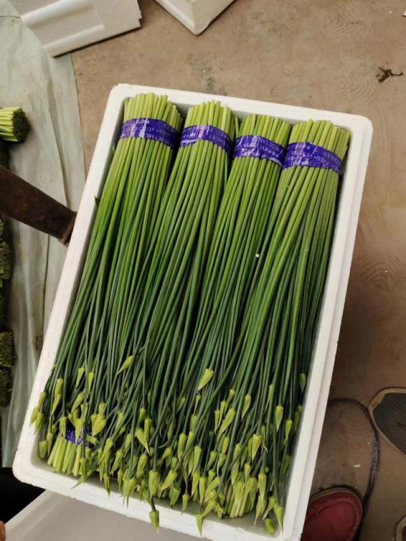 精品韭苔优质韭菜花现诚信代收货源充足量大从优品质保证