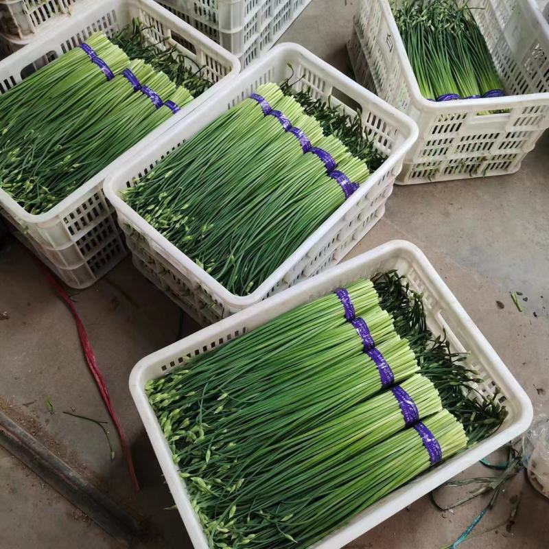 精品韭苔优质韭菜花现诚信代收货源充足量大从优品质保证