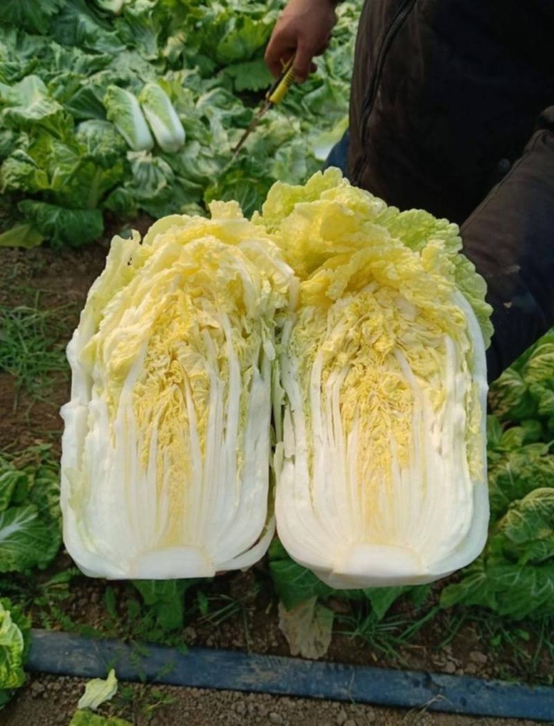 张北娃娃菜