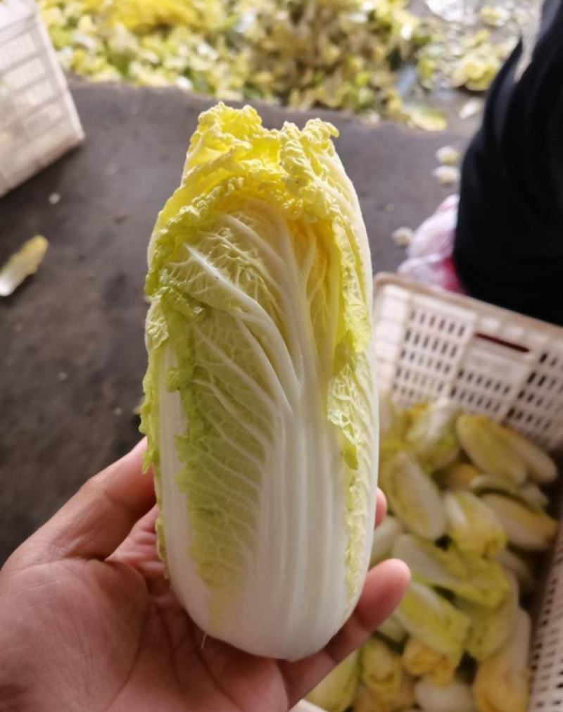 张北娃娃菜