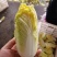 黄心娃娃菜张北娃娃菜玲珑黄娃娃菜