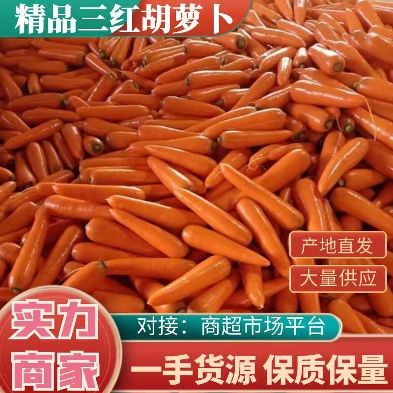 陕西省市胡萝卜大量供应，红誉，雷肯德，商超，电商都有货