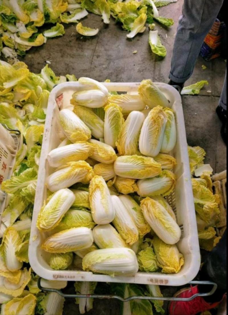 张北县娃娃菜批发