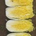 张北县娃娃菜批发