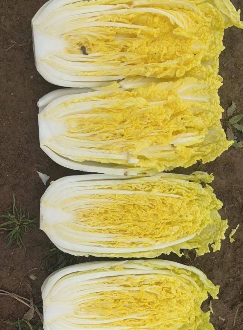 张北县娃娃菜批发