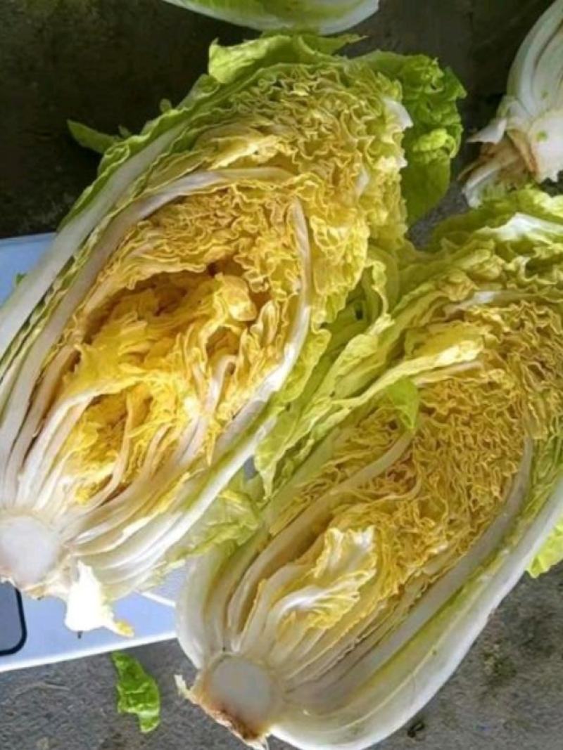 沽源娃娃菜