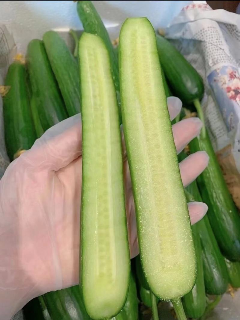 水果黄瓜山东寿光黄瓜货源充足蔬菜产地长年供应量大优惠