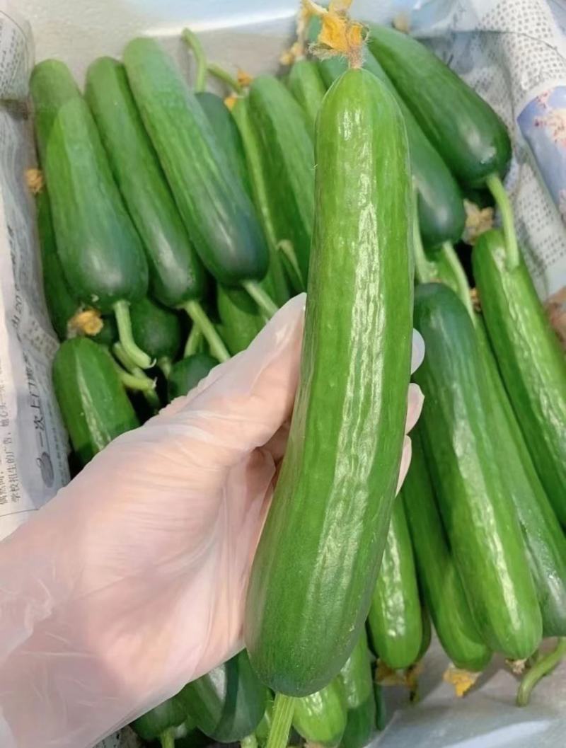 水果黄瓜山东寿光黄瓜货源充足蔬菜产地长年供应量大优惠