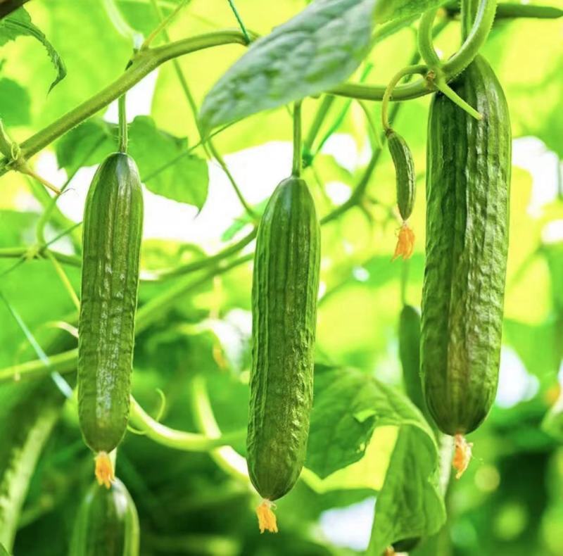 水果黄瓜山东寿光黄瓜货源充足蔬菜产地长年供应量大优惠