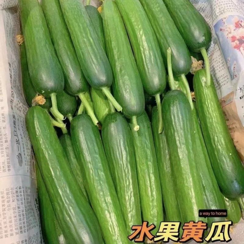 水果黄瓜山东寿光黄瓜货源充足蔬菜产地长年供应量大优惠