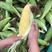 【玉米】糯玉米甜玉米，彩色糯玉米可视频看货欢迎咨询
