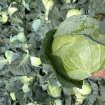 奥奇娜包菜！电商！商场！市场！大量供应！