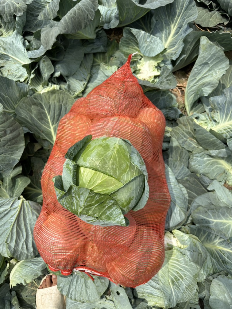 奥奇娜包菜！电商！商场！市场！大量供应！