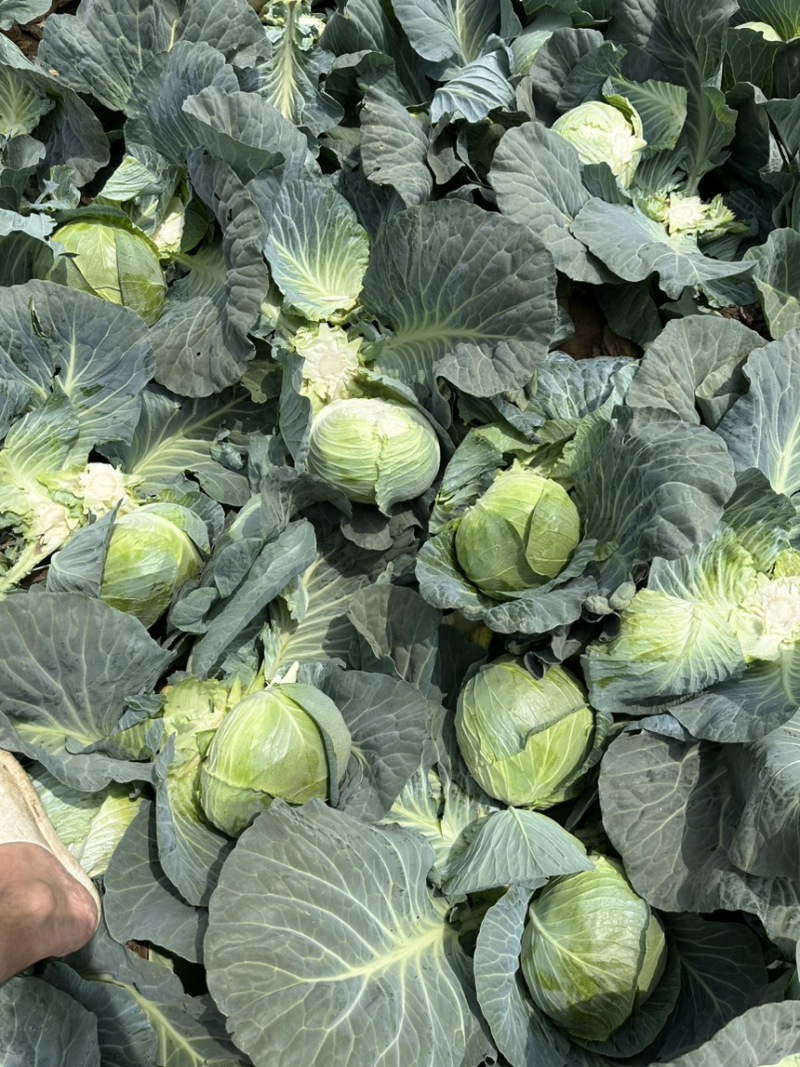 奥奇娜包菜！电商！商场！市场！大量供应！