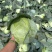 奥奇娜包菜!电商!商场!市场!大量供应!