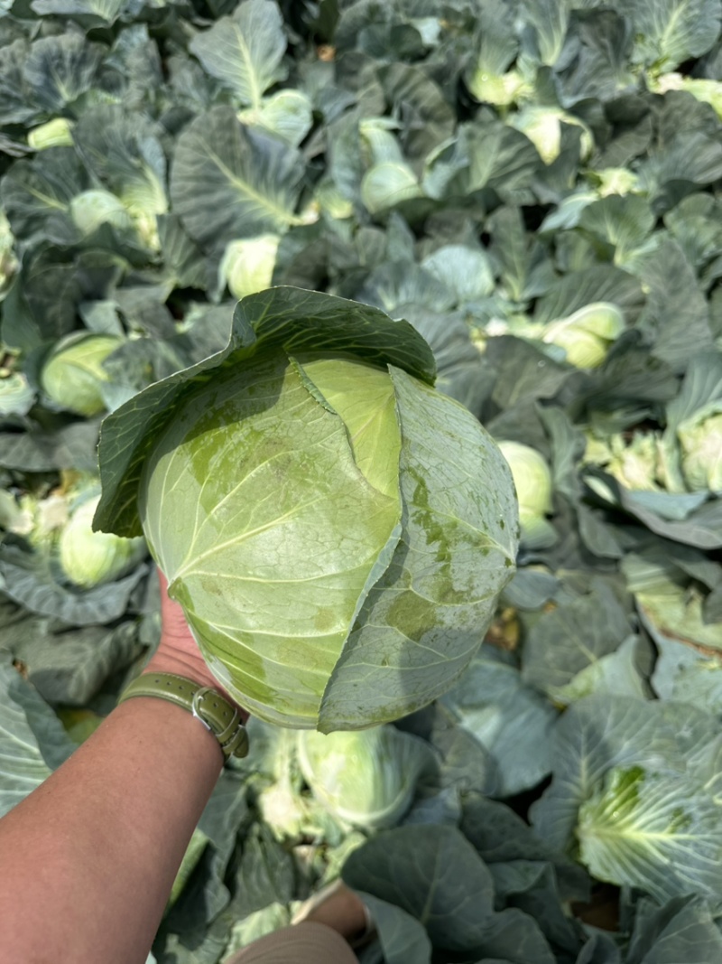 奥奇娜包菜！电商！商场！市场！大量供应！