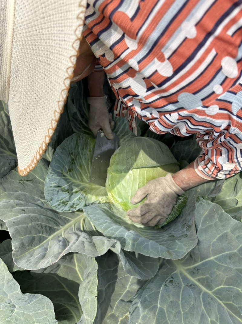 奥奇娜包菜！电商！商场！市场！大量供应！