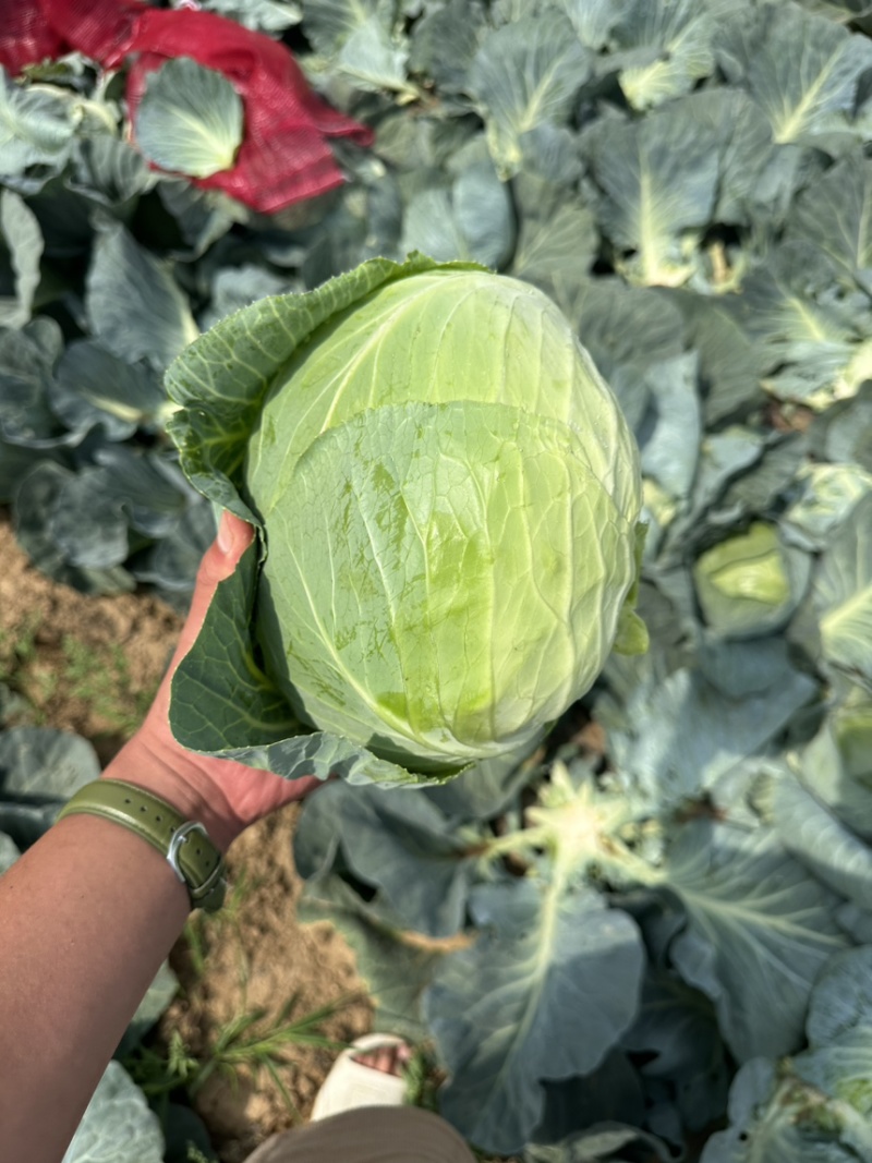 奥奇娜包菜！电商！商场！市场！大量供应！