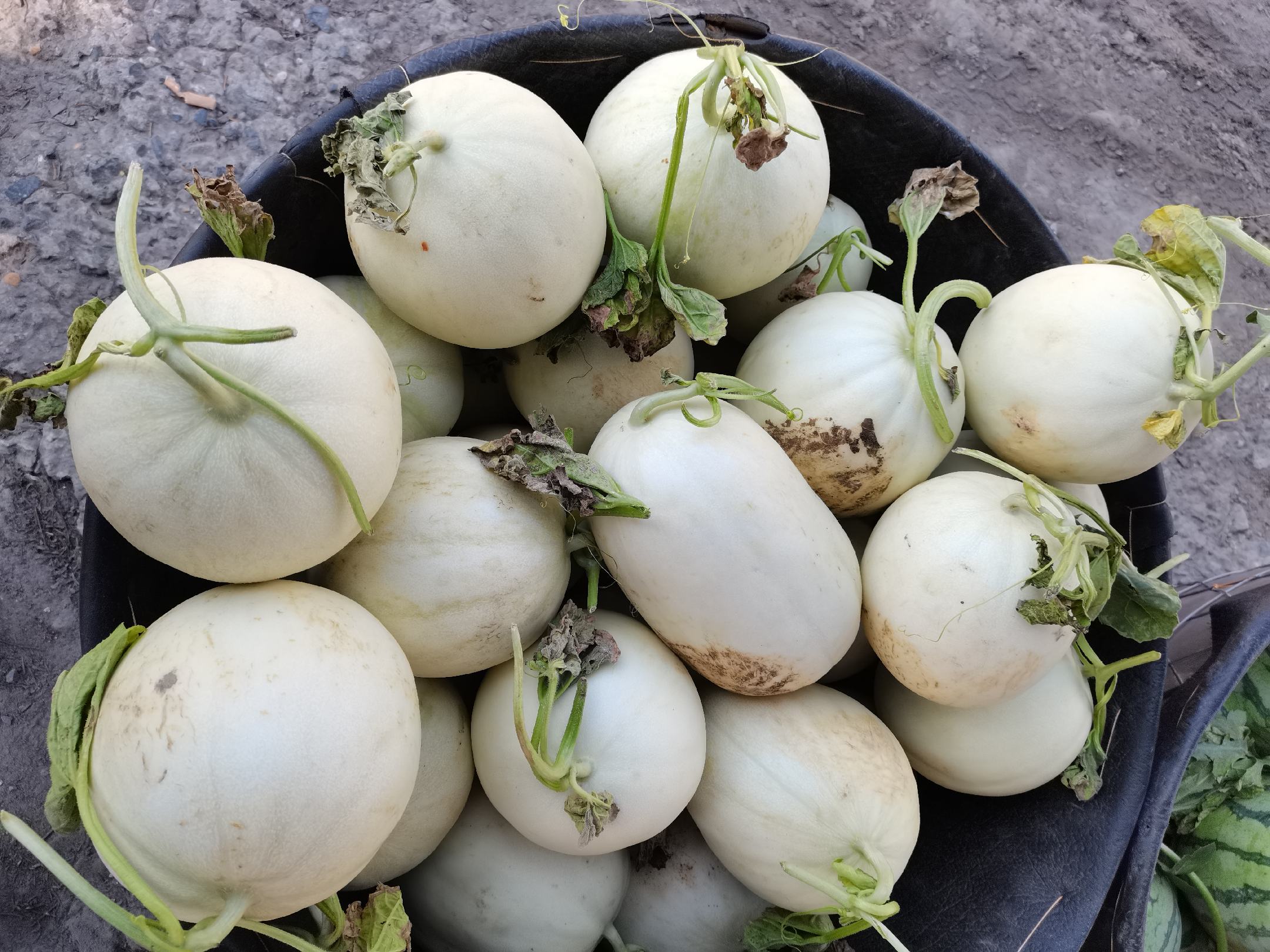 正圆玉菇甜瓜在商超货架上的陈列效果
