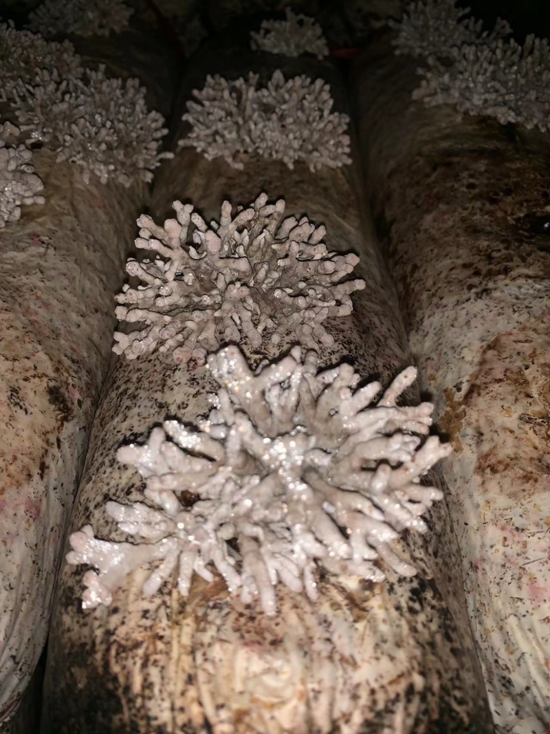 龙爪菌人工种植，品质保证，大量有货，欢迎大家来电咨询
