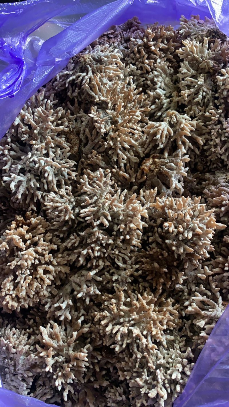 龙爪菌人工种植，品质保证，大量有货，欢迎大家来电咨询
