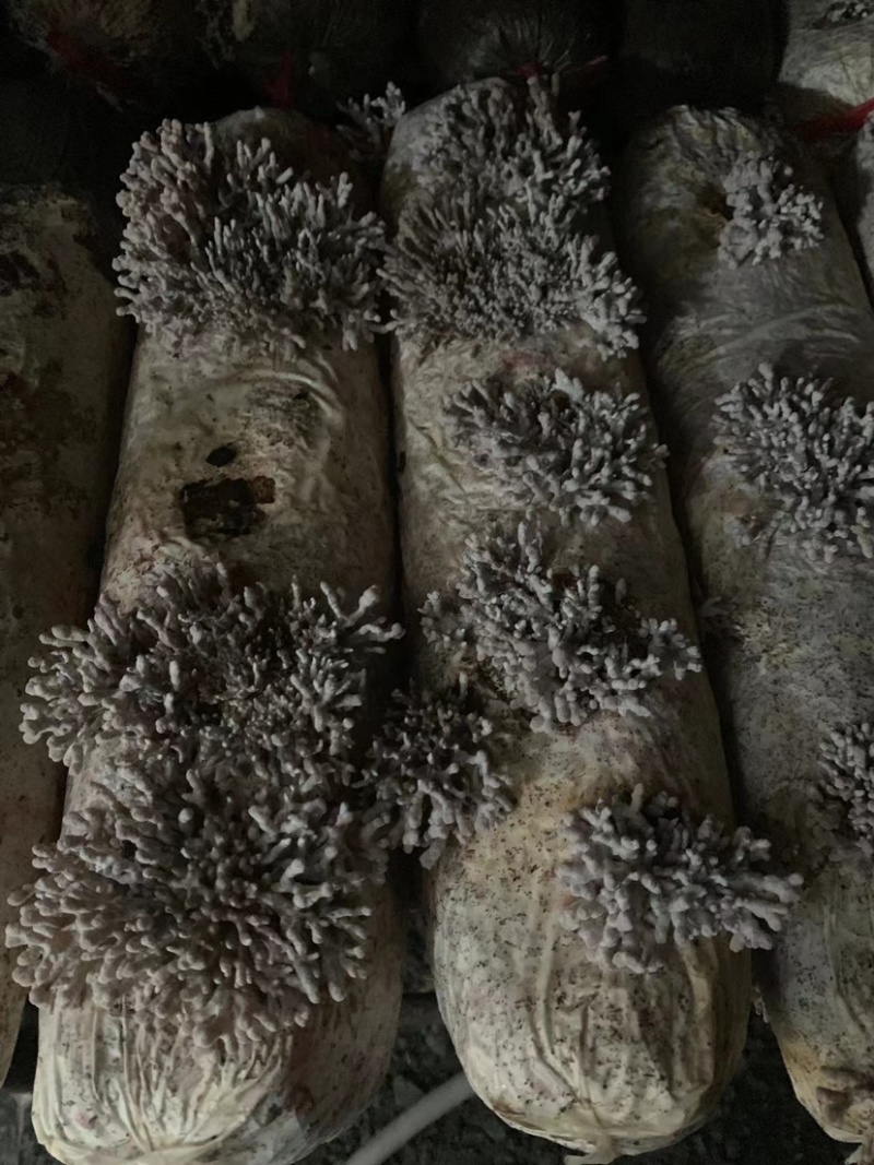 龙爪菌人工种植，品质保证，大量有货，欢迎大家来电咨询