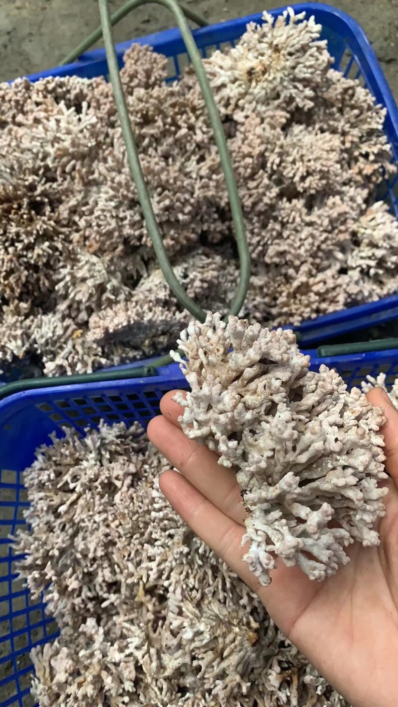 龙爪菌人工种植，品质保证，大量有货，欢迎大家来电咨询