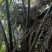 追风果药材