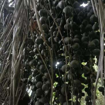 追风果药材