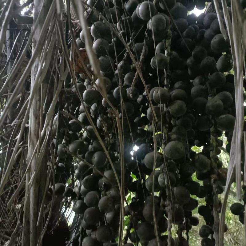 追风果药材