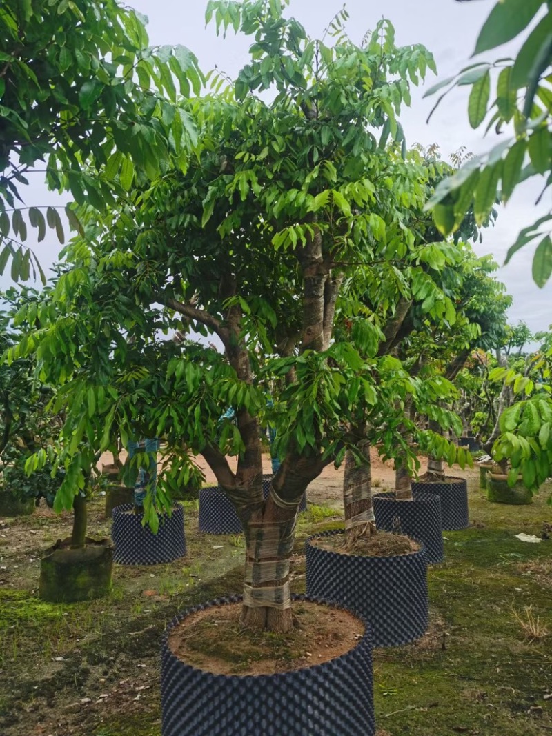 龙眼树苗
