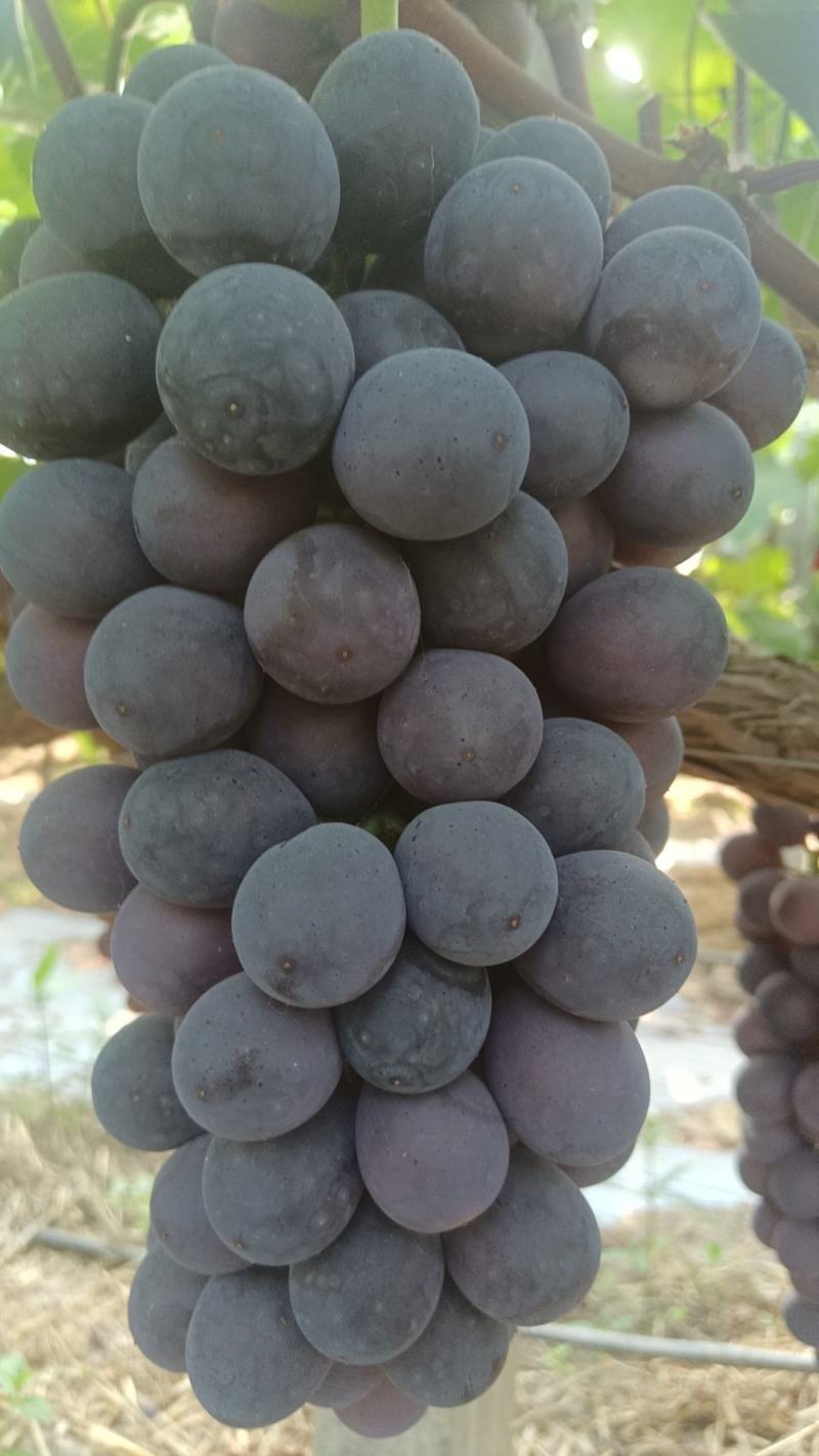 南太湖，夏黑