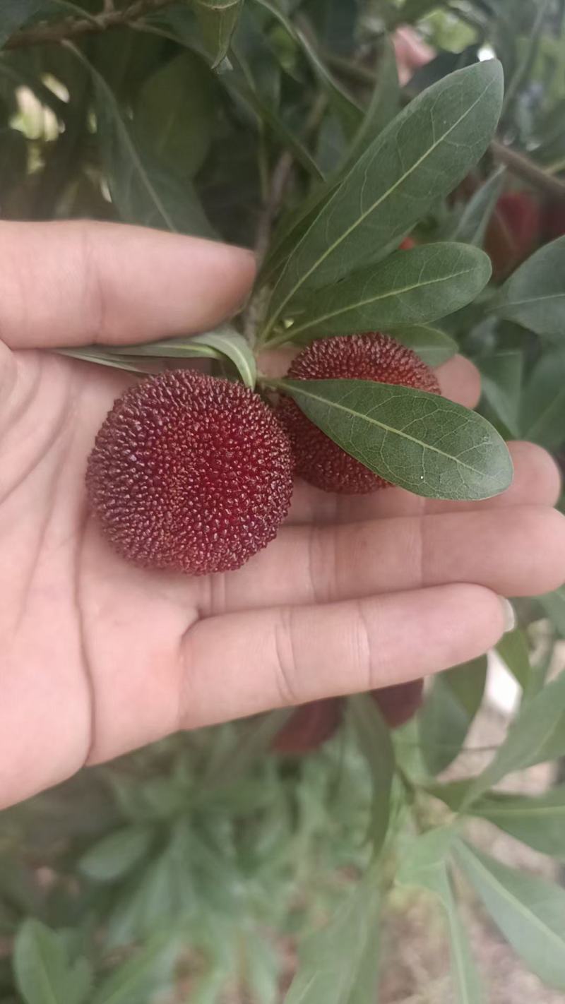 仙居东魁杨梅又大又甜水分很足质量可靠每个人工挑选