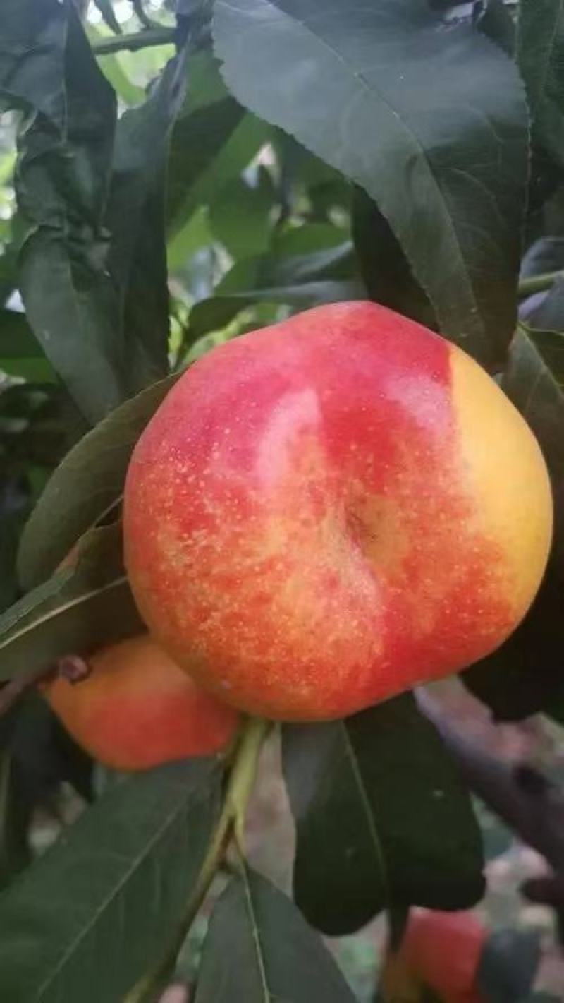 油蟠桃