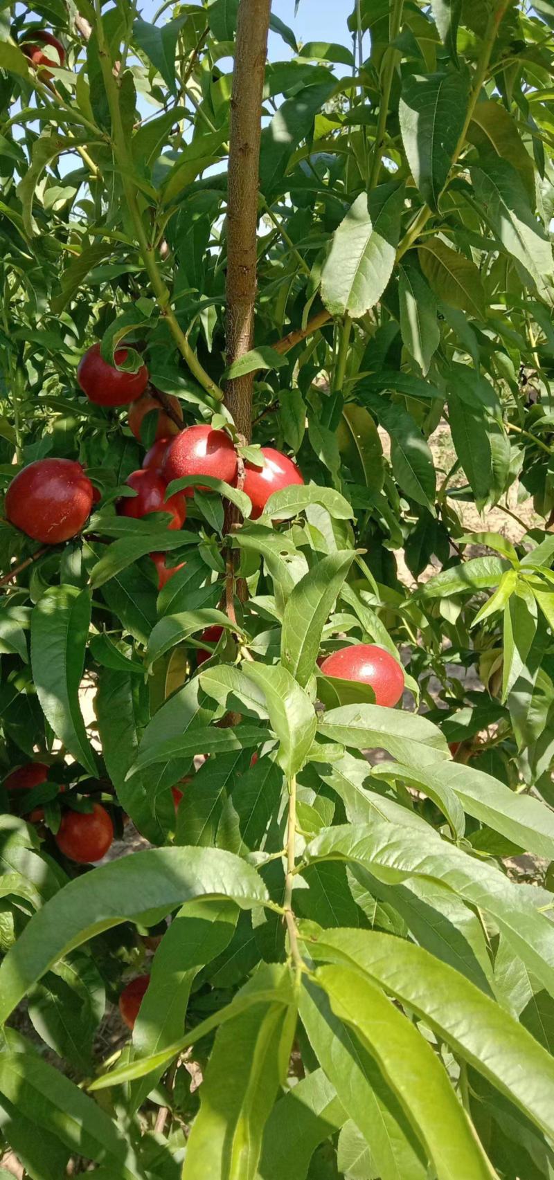 陕西大荔珍珠枣油桃1号，珍珠2号大量上市