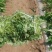 商薯19大田苗200万棵出售
