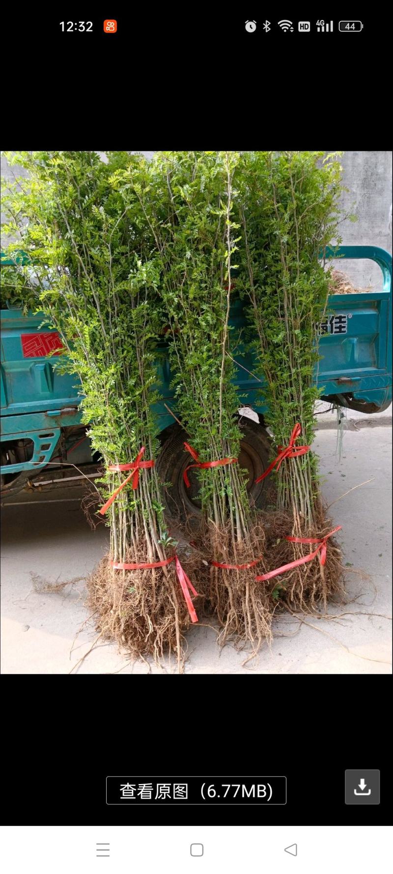 大刺皂角树皂角树苗皂荚树苗大皂荚正宗药用