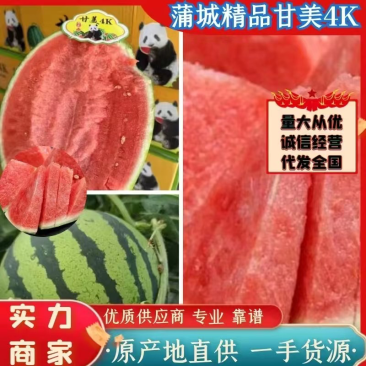 陕西蒲城大棚直生苗无籽甘美4K现已大量上市，货源充足！
