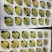 正宗原产地贵州六马蜂糖李实力代办品质保证全国发货