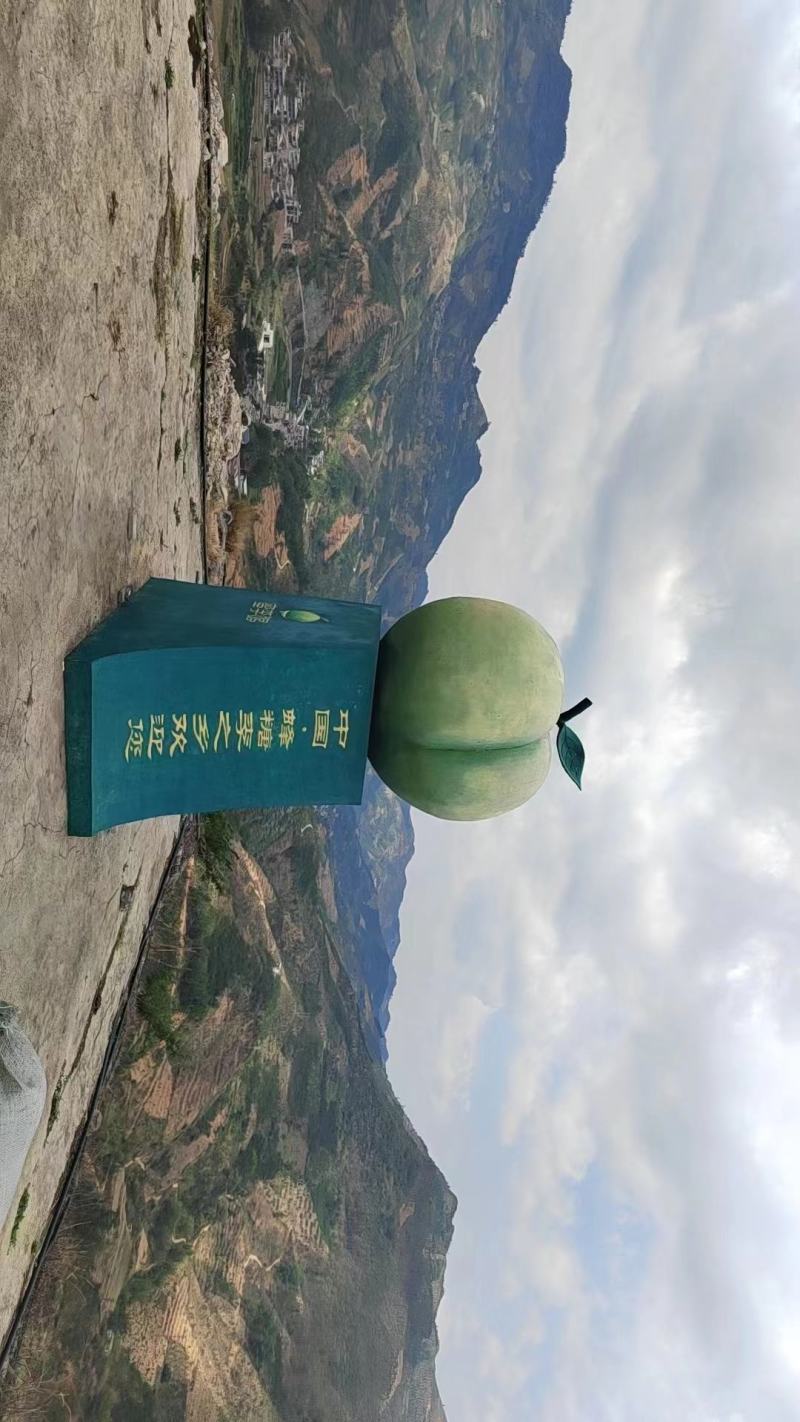 正宗原产地贵州六马蜂糖李实力代办品质保证全国发货