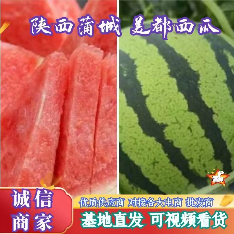陕西蒲城大棚直生苗无籽美都大量上市，物美价廉，货源充足！
