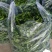 安徽精品特辣小皱皮（特辣）现摘现发保证质量
