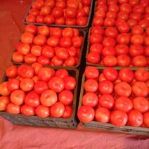 简阳市西红柿上市，有石头西红柿，菜蕃茄，质量好，货源充足