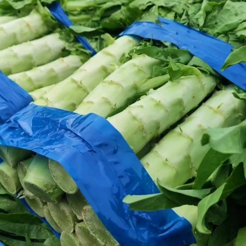 河北张家口坝上张北县三青皮尖叶莴笋莴苣杆子莴笋产地直供