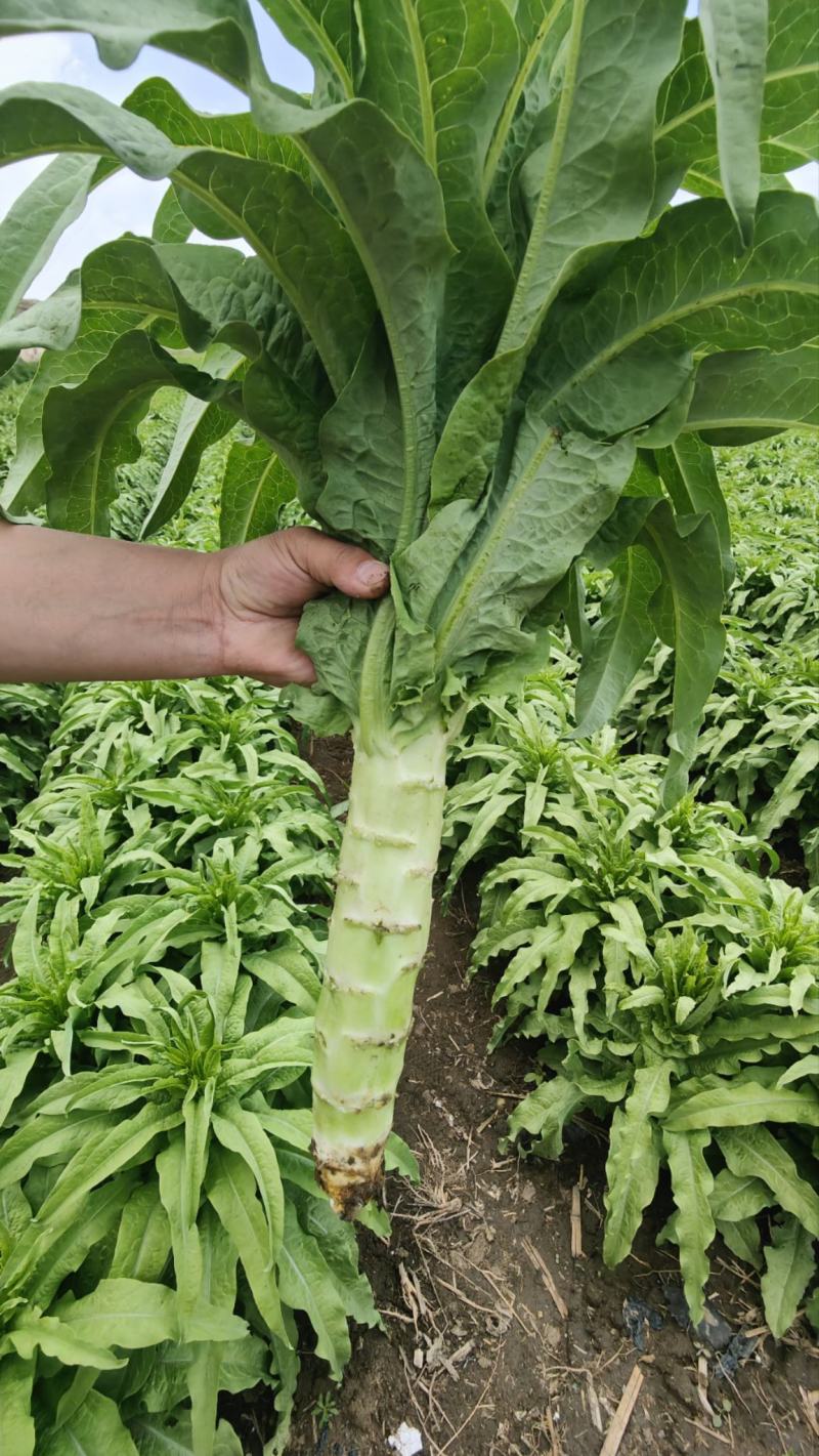 里外绿莴笋张北县青皮尖叶莴笋三青皮莴笋青皮绿肉
